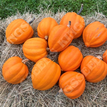 Picture of Winter Squash Table Gold